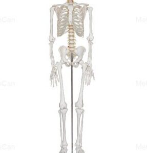 Human Skeleton